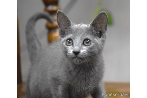 成約済の大阪府のロシアンブルー-69360の6枚目